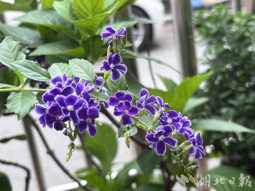 威尼斯游戏大全